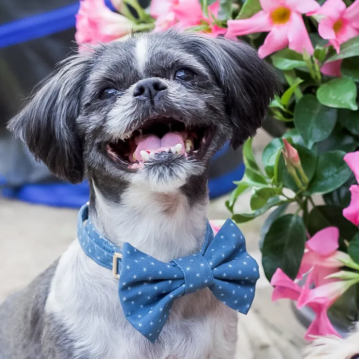 Starry Sky Classic Dog Collar   Bow Tie